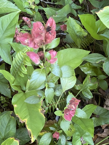 Justicia brandegeeana image