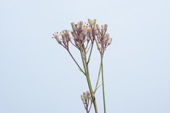 Syneilesis hayatae