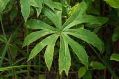 Syneilesis hayatae