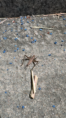 Japanese Pine Cricket