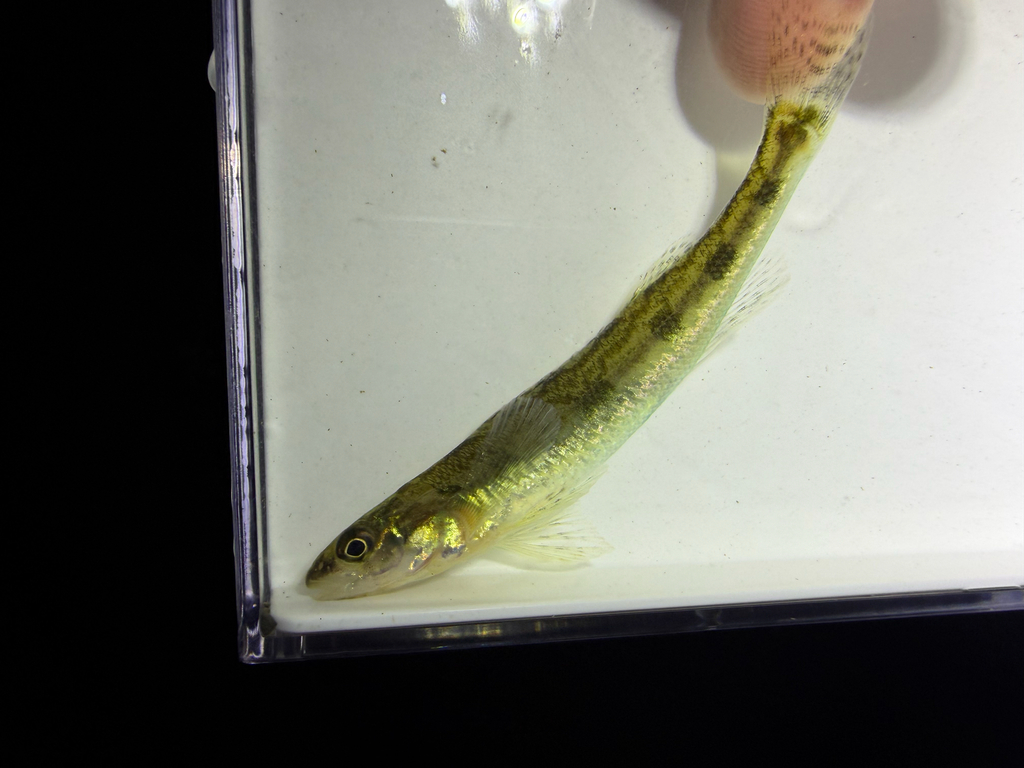Chainback Darter