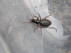 Cymindis