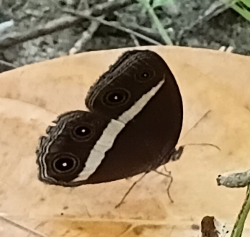 Smooth-eyed Bushbrown