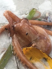 Octopus joubini