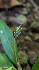 Anthurium obtusum