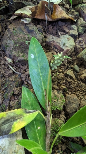 Anthurium obtusum, photograph 2