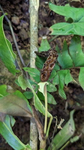 Anthurium obtusum, photograph 3