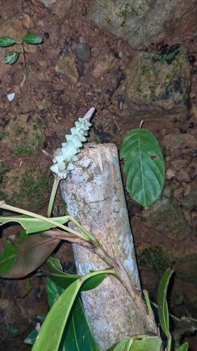 Anthurium obtusum, photograph 4