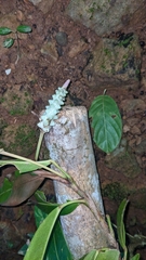 Anthurium obtusum, photograph (c) Yu, some rights reserved (CC BY-SA)