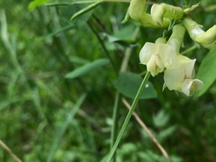 Lathyrus holochlorus