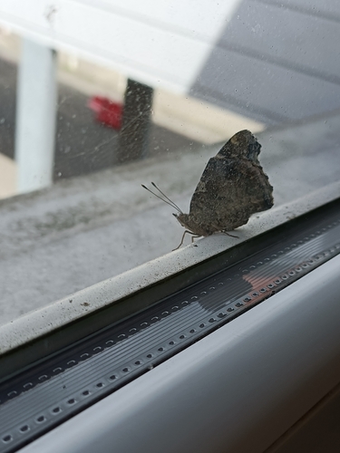 Red Admiral