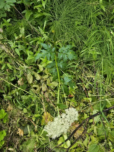 Ligusticum canbyi observed 2026-07-28