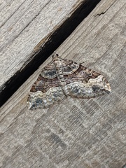 Xanthorhoe defensaria