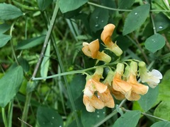 Lathyrus holochlorus