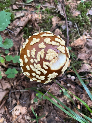 Royal fly agaric