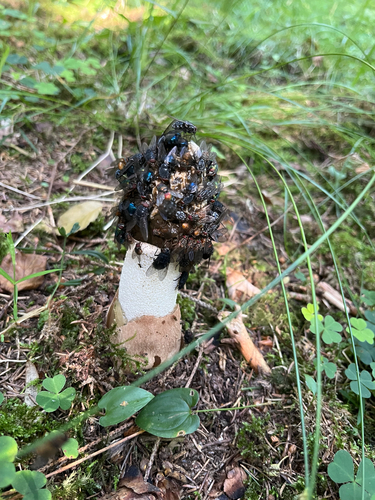 common stinkhorn