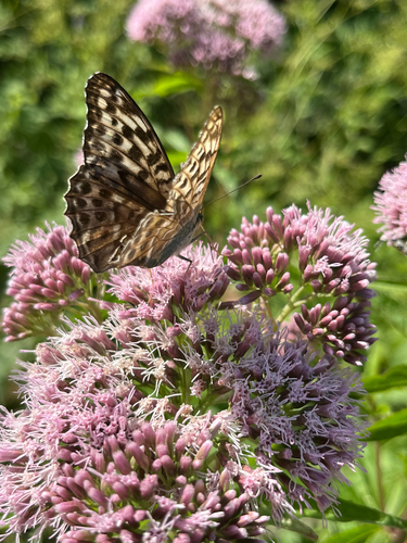 Silver-washed Fritillary
