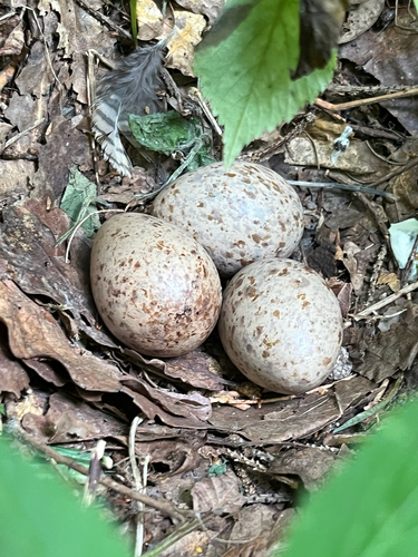 Eurasian Woodcock
