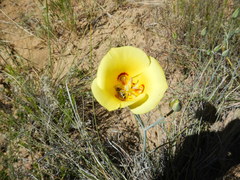 Calochortus aureus