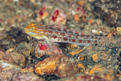 Spotted Goby photo 2