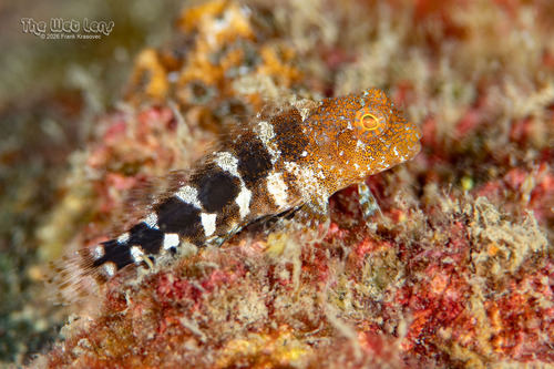 Barred blenny