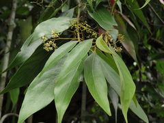 Nectandra