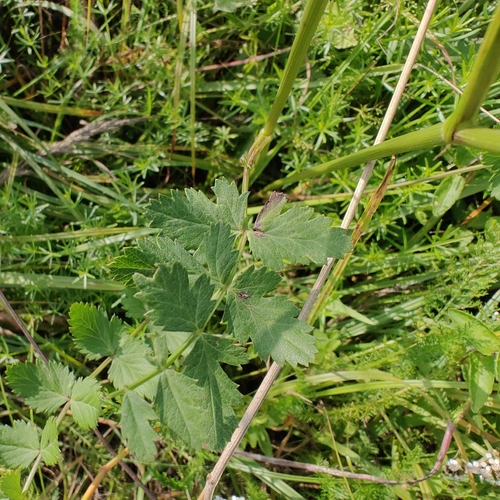 Наблюдение на iNaturalist