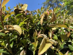 Exobasidium camelliae