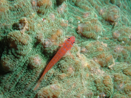 Trimma okinawae observed 2026-07-31