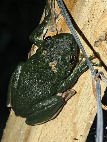 Chinese Flying Frog