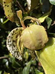 Exobasidium camelliae