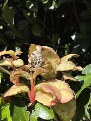 Exobasidium camelliae