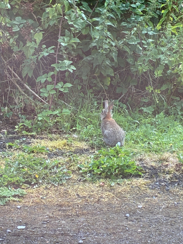 European Rabbit
