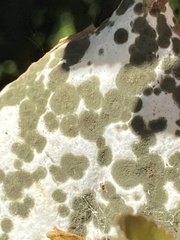 Exobasidium camelliae