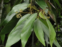 Nectandra