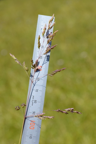 Poa trivialis, photograph 5