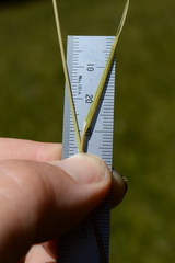 Poa trivialis, photograph author not stated, no rights reserved
