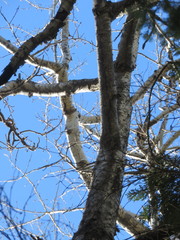 Populus