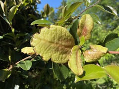 Exobasidium camelliae