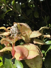 Exobasidium camelliae