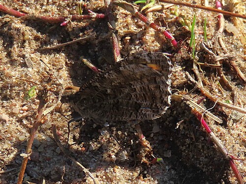 Grayling