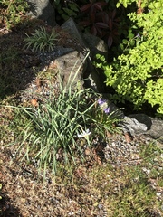 Narcissus poeticus