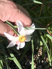 Narcissus poeticus