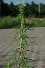 Artemisia selengensis