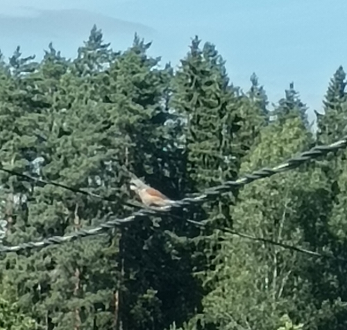 Red-backed Shrike