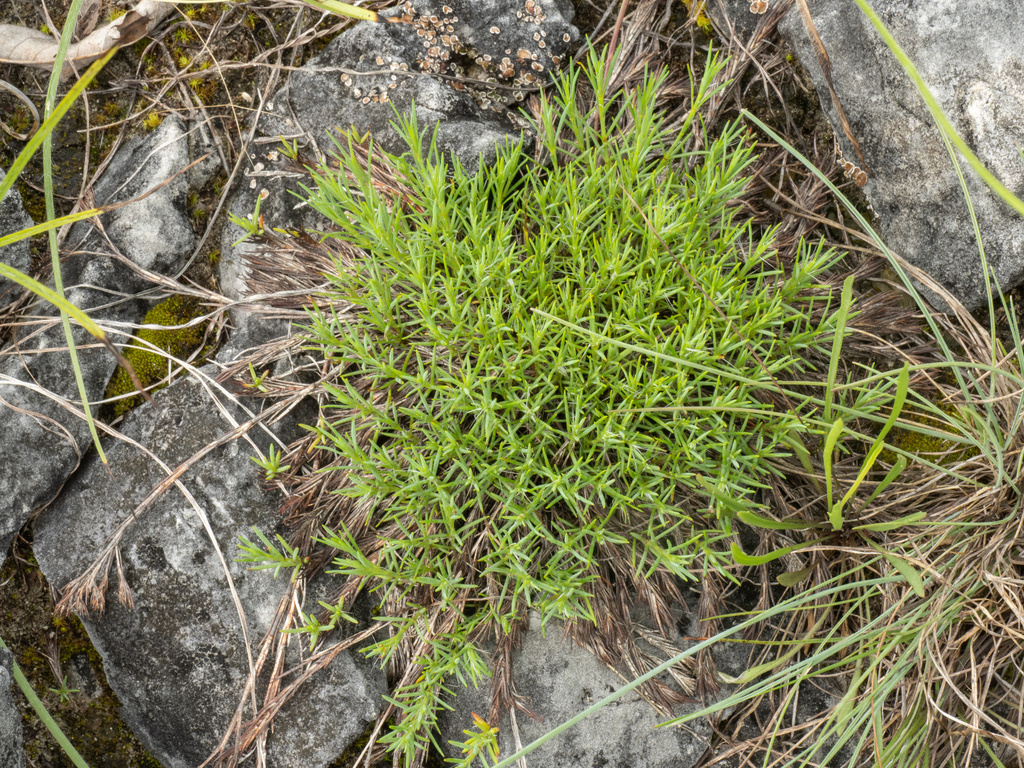 Paronychia virginica; photograph (c) Turner Brockman, some rights reserved (CC BY-SA)