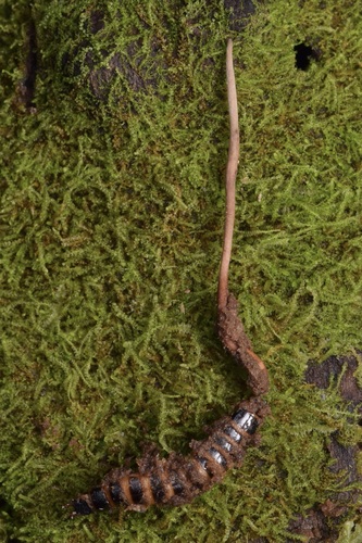 Ophiocordyceps stylophora