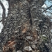 Acacia erythrantha