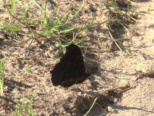 European Peacock Butterfly