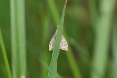 Udea profundalis